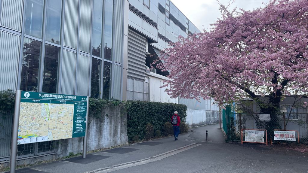 武蔵野台駅横の春を思わせる花の咲いた樹木